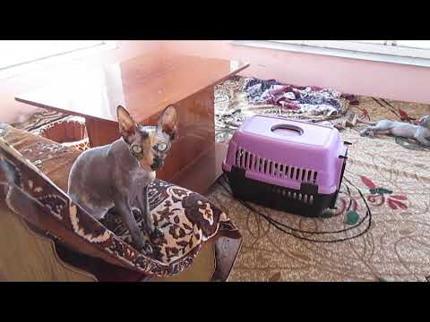 Βίντεο: Peterbald (Αγία Πετρούπολη Sphynx): περιγραφή της φυλής, φωτογραφία, χαρακτήρας και περιεχόμενο της γάτας, κριτικές των ιδιοκτητών