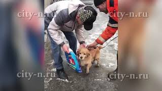 Как нашли и вернули домой потеряшку Как нашли и вернули домой потеряшку