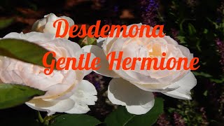 РОЗЫ Д.ОСТИНА. Gentle Hermione и Desdemona в моём саду.