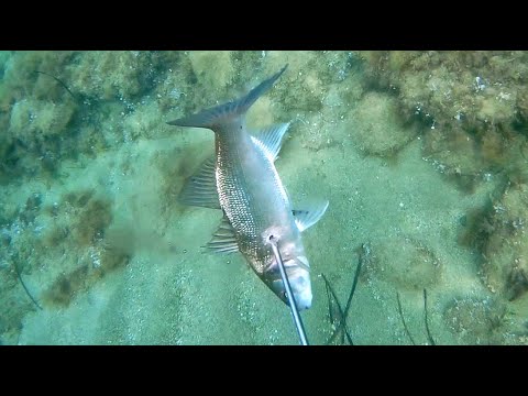 Видео: Подводная охота в Греции, разное