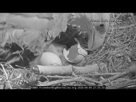 2 California-based bald eagles now proud parents