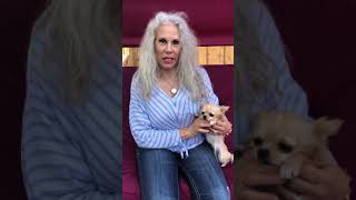 Famous Chihuahua retained puppy teeth is a major concern Net Worth