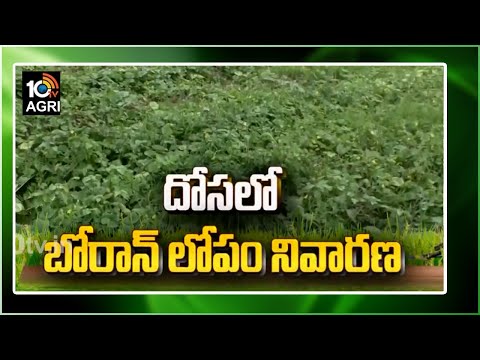 దోసలో బోరాన్ లోపం నివారణ | Prevention in Cucumber Cultivation | Matti Manishi | 10TV News