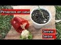Cultivo de Pimientos en casa | Como sembrar Pimiento Chile Ají | Germinar Pimientos