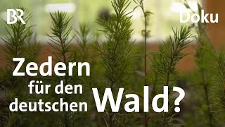 Wald & Klima: Neue Baumarten für den Forst | Zwischen Spessart und Karwendel | BR | Doku