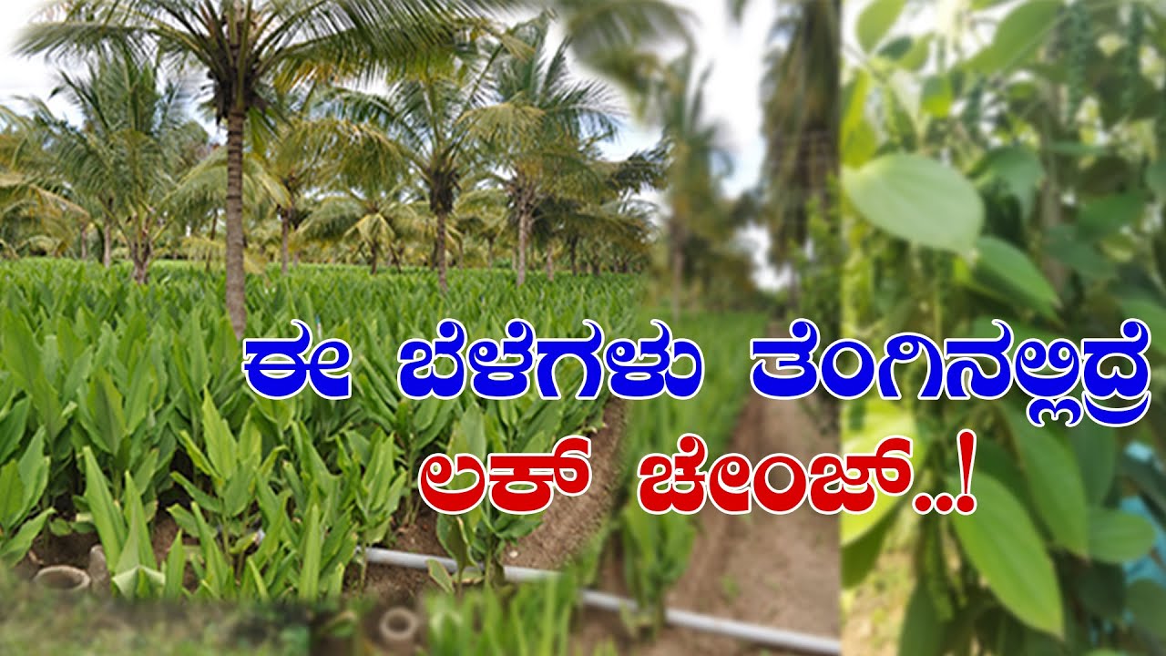 ತೆಂಗು ಬೆಳೆ ಮಧ್ಯದಲ್ಲಿ ಯಾವೆಲ್ಲ ಬೆಳೆ ಬೆಳೆಯಬೇಕು? Inter crop cultivation in coconut