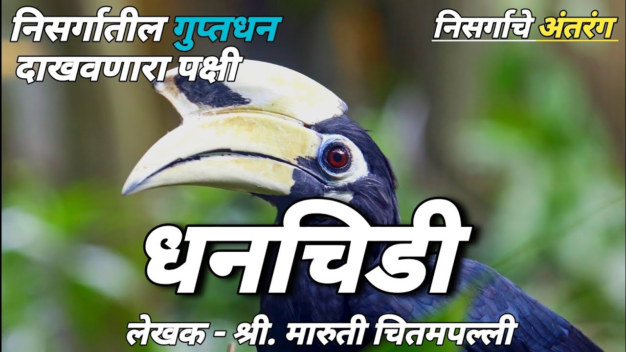 धनचिडी /Dhanchidi लेखक :श्री. मारुती चितमपल्ली