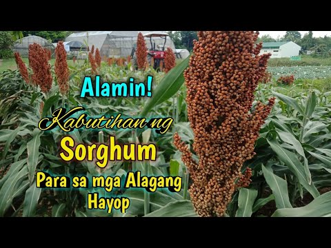 Video: Sorghum Sudangrass Care - Alamin Kung Paano Palakihin ang Sudangrass Cover Crops