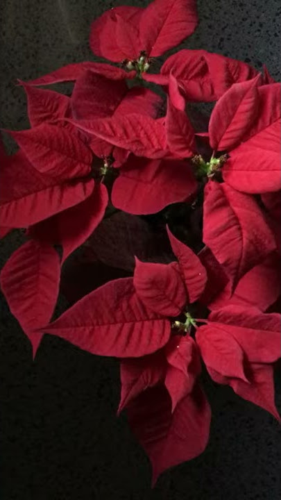Jingle Bells (hand farted - scoreggiata a mano)!