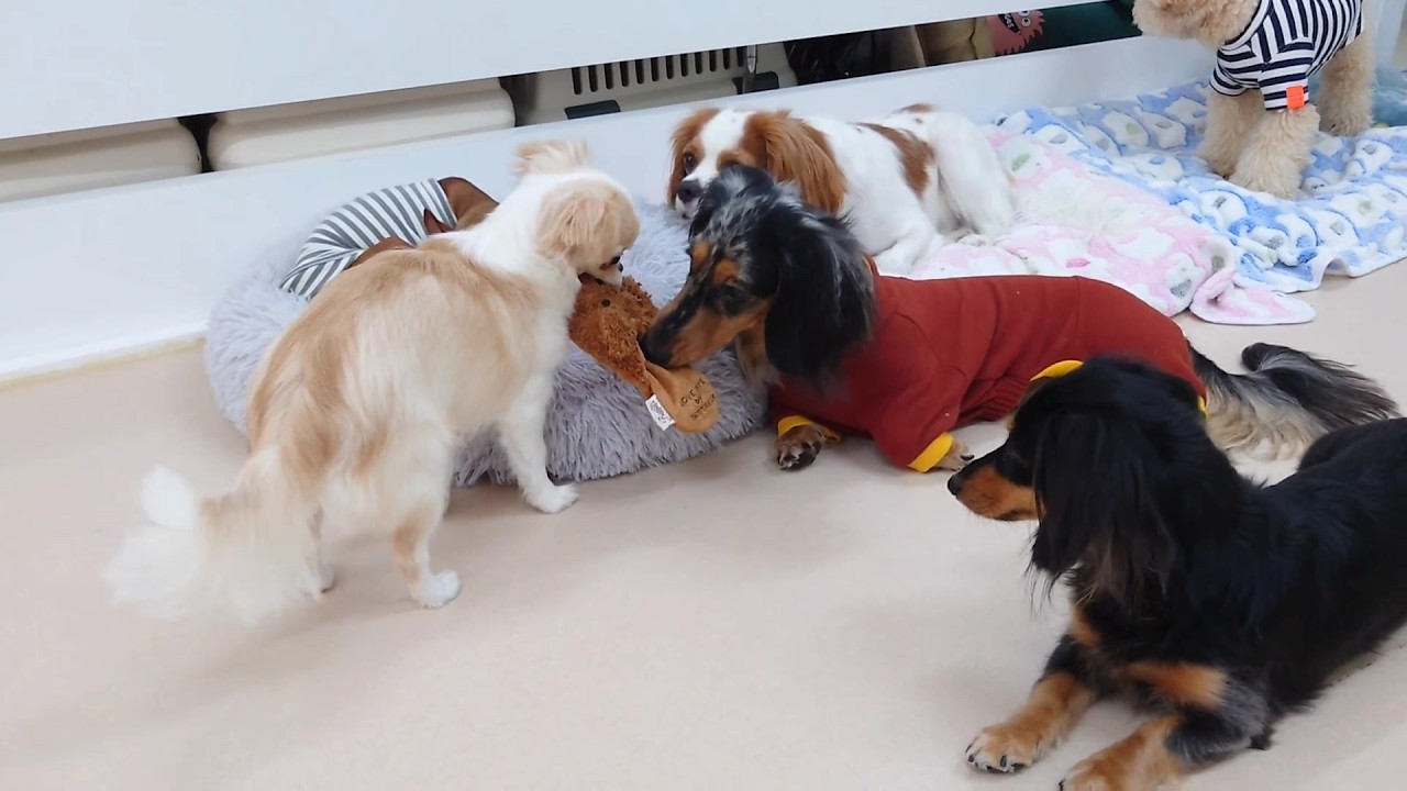 見つけだしたおもちゃを報告しにくるチワワ　🐶ひみつきちなう！①🐶  2026年2月27日