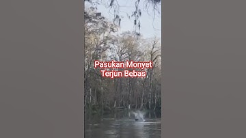 Rombongan monyet liar terjun dari atas pohon ke sungai#shorts