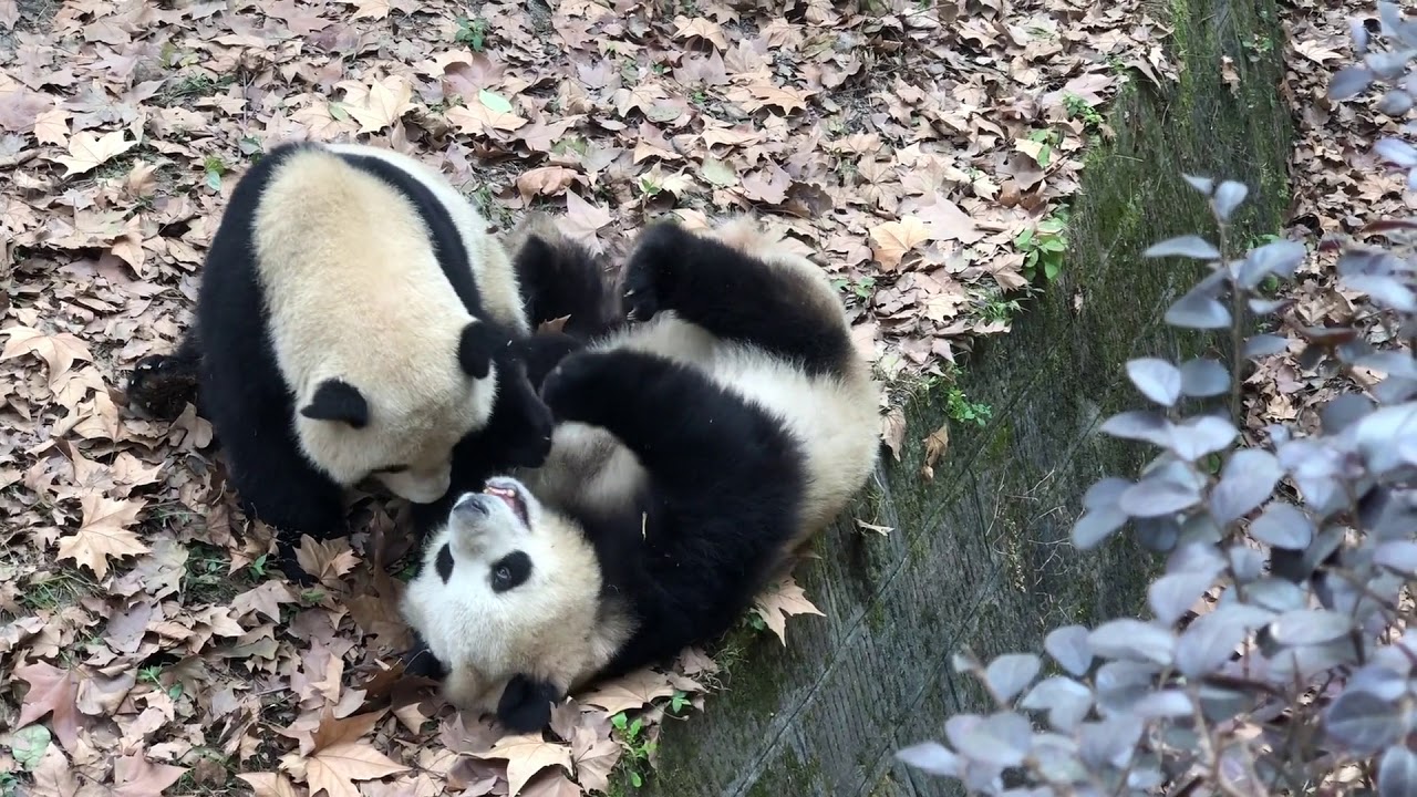 panda push up