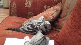 SILVER TABBY KITTEN - V - CUSHION by Robocats 838 views 2 years ago 39 seconds