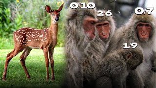 Bazen İyi̇ Oynasaniz Bi̇le Maymunlar Si̇ze Engel Olur Boratello