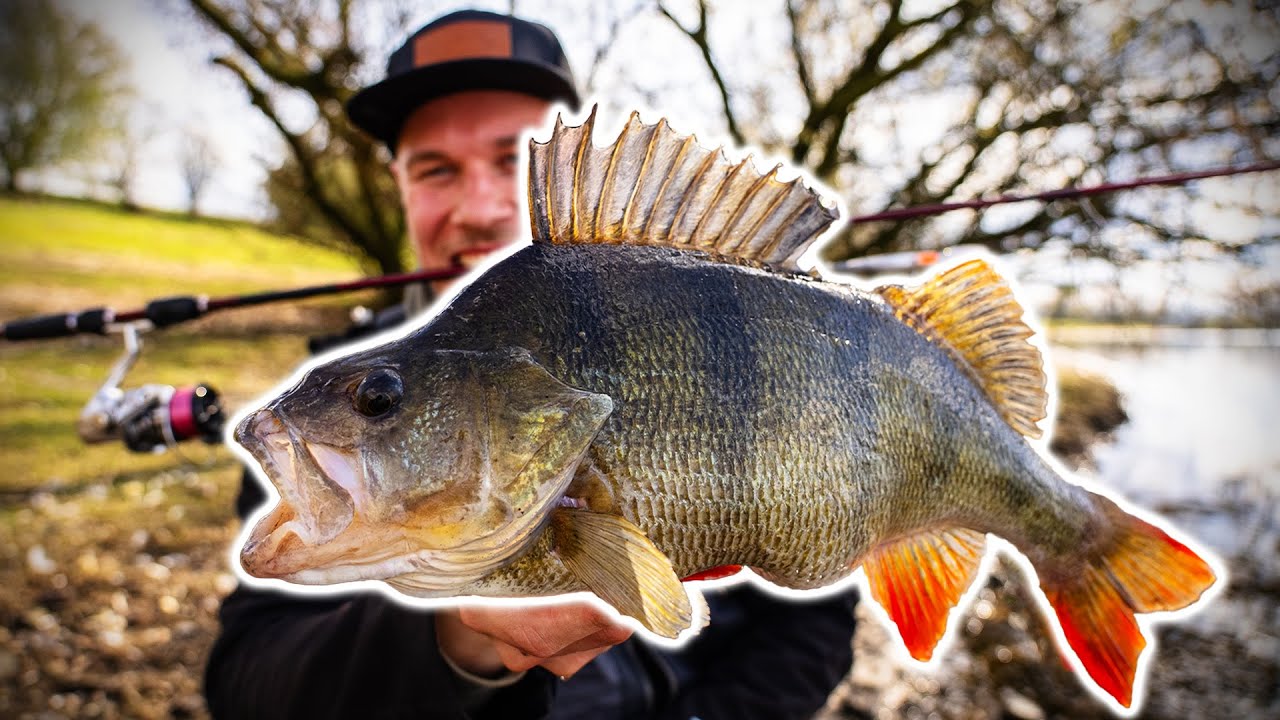 Angeln vom Belly Boot auf riesige Barsche!!! (Westin W8)