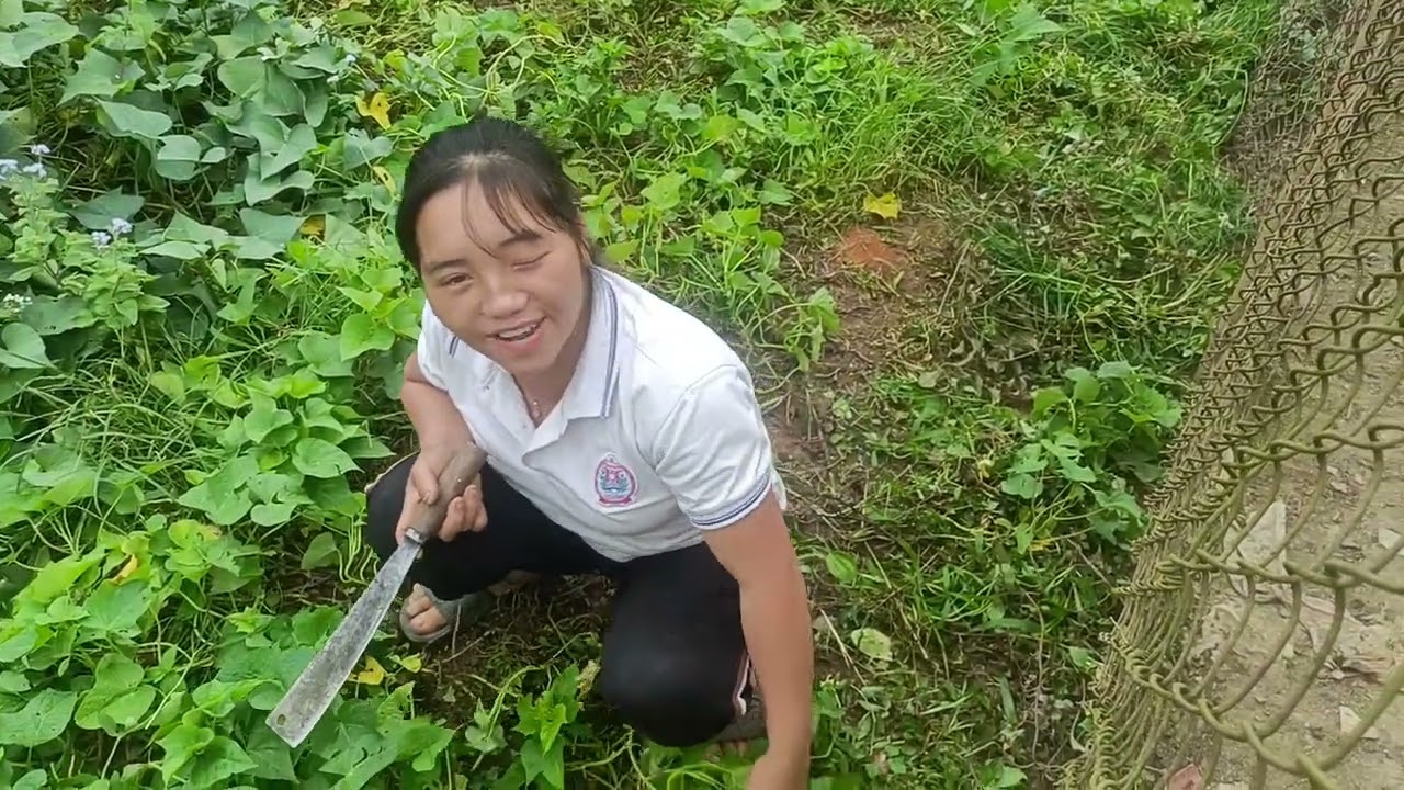 Em nơi lấy cỏ ngan cỏ vịt mọi người ạ ❤♥️💖