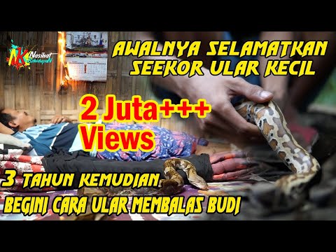 Video: Anda Tidak Akan Percaya Bagaimana Ular Berhasil Kembali Ke Rumah