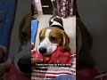 50 days Labrador Beagle Love his clothes| Cute Labrador female| Jaggi k videos|#shorts |#dog |