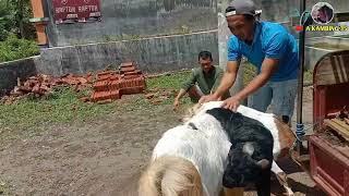 JASA KAWIN KAMBING KELILING, KAMBING JANTAN JRABANG BLIGONAN HARGA EKONOMIS