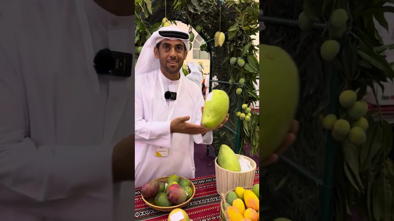 لقاء مع مزارع المانجو الاماراتي المبدع