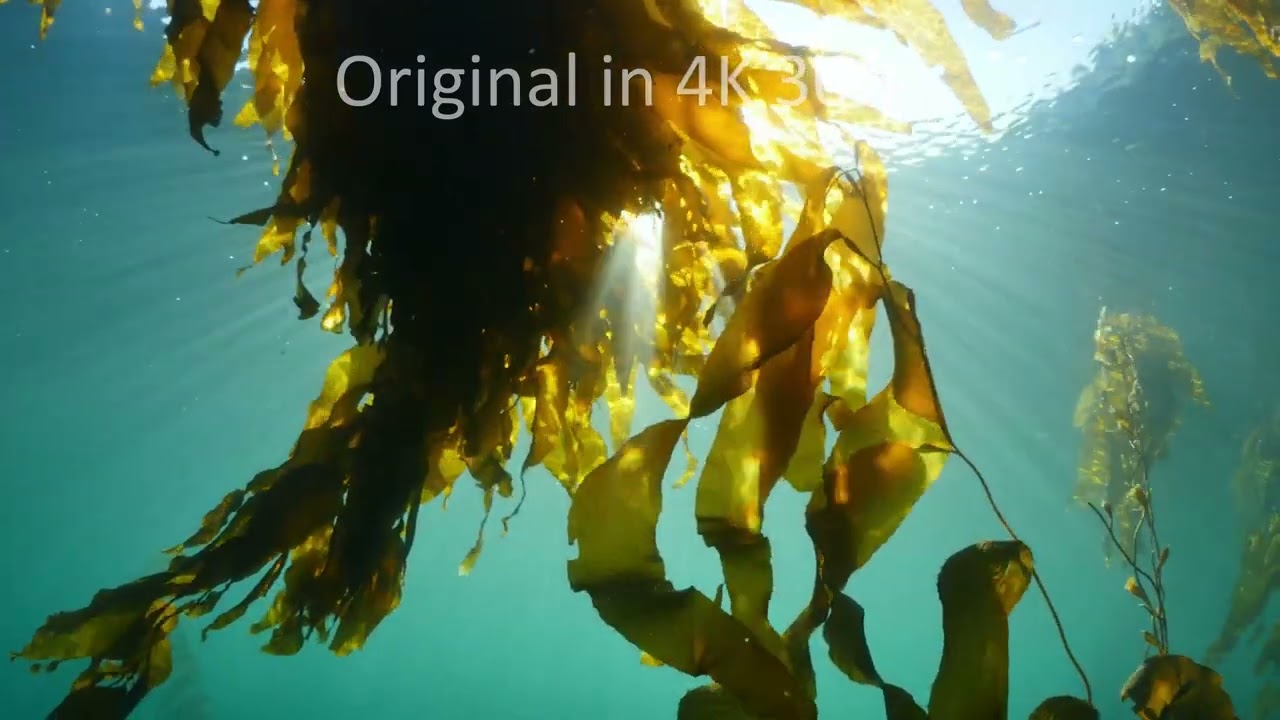giant kelp, Macrocystis integrifolia, stock footage, 4k