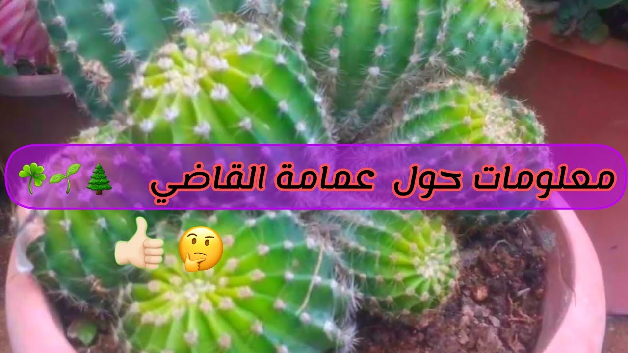 معلومات لأول تسمعها على نبتة عمامة القاضي 👍🏻🪴