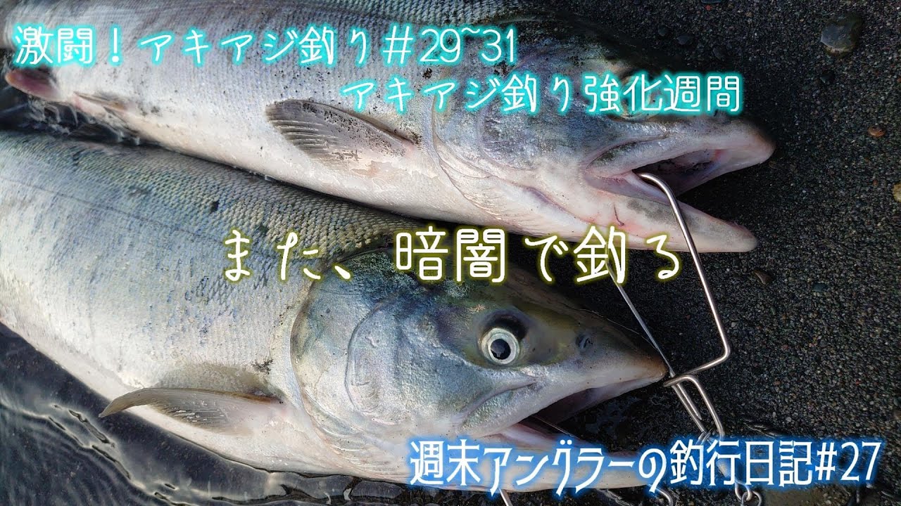 週末アングラーの釣行日記 釣行日記 27 激闘 アキアジ釣り 29 31 暗闇でも銀ピカメス２匹ゲット アキアジ釣り強化週間中盤戦 Youtube