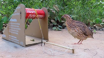 Easy Unique DIY Quail Trap Using Coca-Cola Cans & Paper - Simple Quick Bird Trap