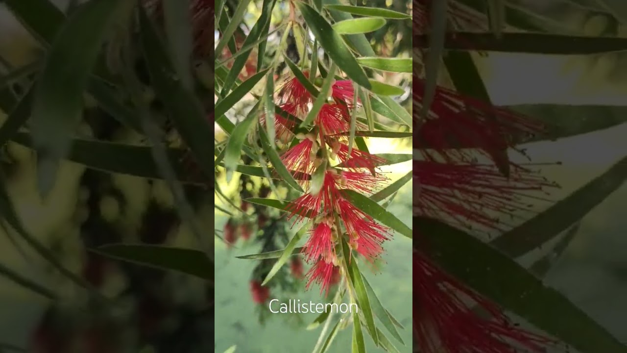 Каллистемон или красивотычиночник. Callistemon.