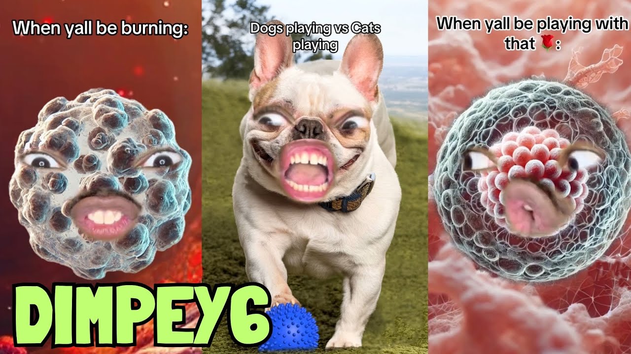 Try Not To Laugh Watching Dimpey6 TikTok Compilation | Dimpey6 Shorts Videos 2025