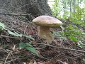 grzyby 2021 MEGA BOROWIKI część 2 z wrześniowego wysypu mushrooms грибы fungi Beskid Niski