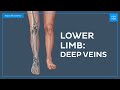 Deep veins of the lower limb - Quick Anatomy | Kenhub