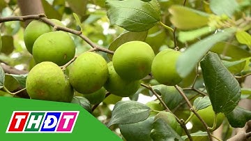 Vườn táo gần 40 năm tuổi - Điểm đến độc đáo của nông dân xứ biển Đồng Tháp | THDT