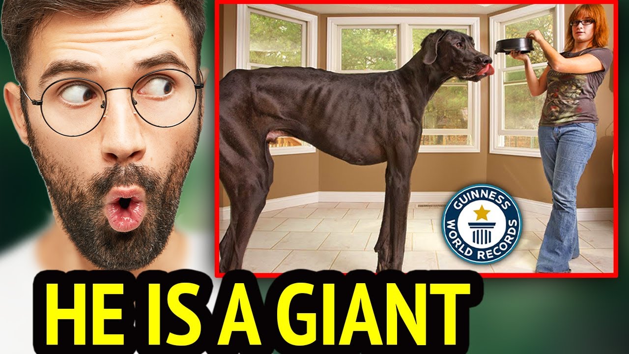This Will Shock You; Top 10 Tallest Dogs in the World Finally Revealed