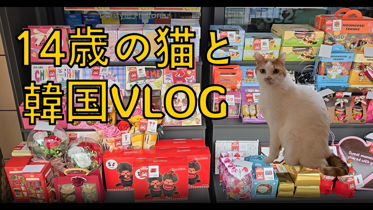 【韓国Vlog】 14歳の猫と40代飼い主のひたすら食べる日常