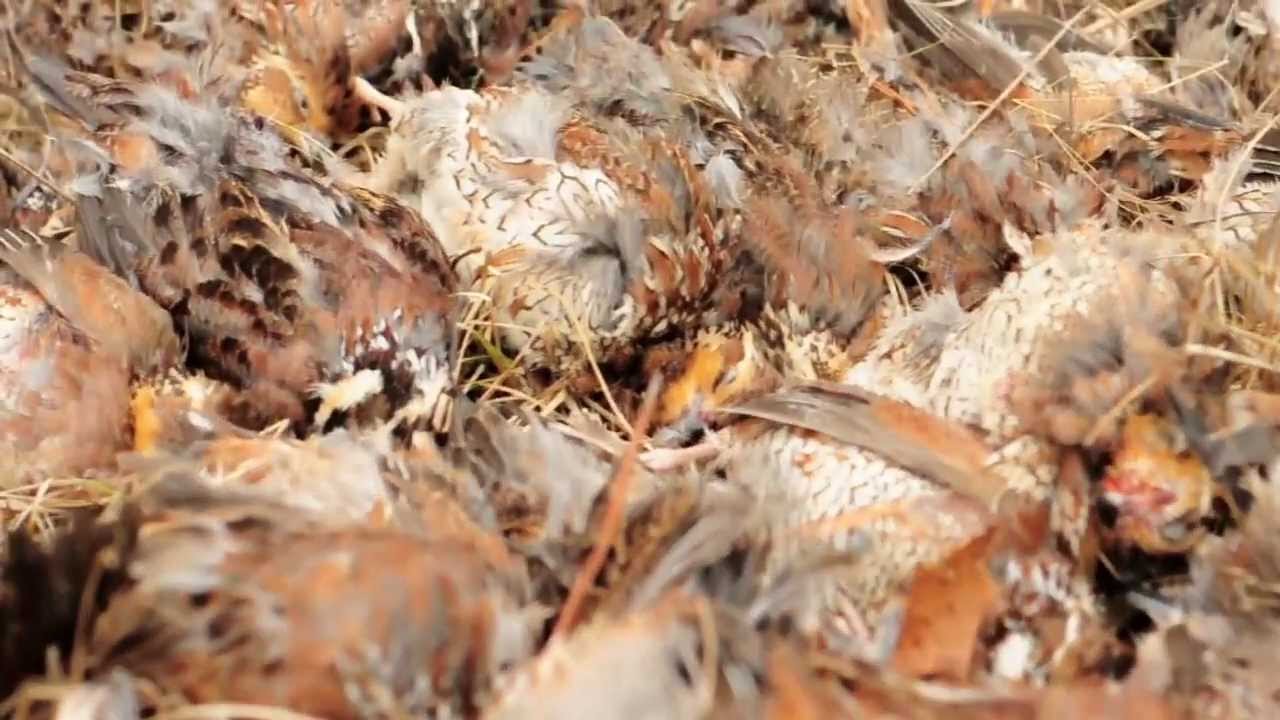 Hunting quail down South! 