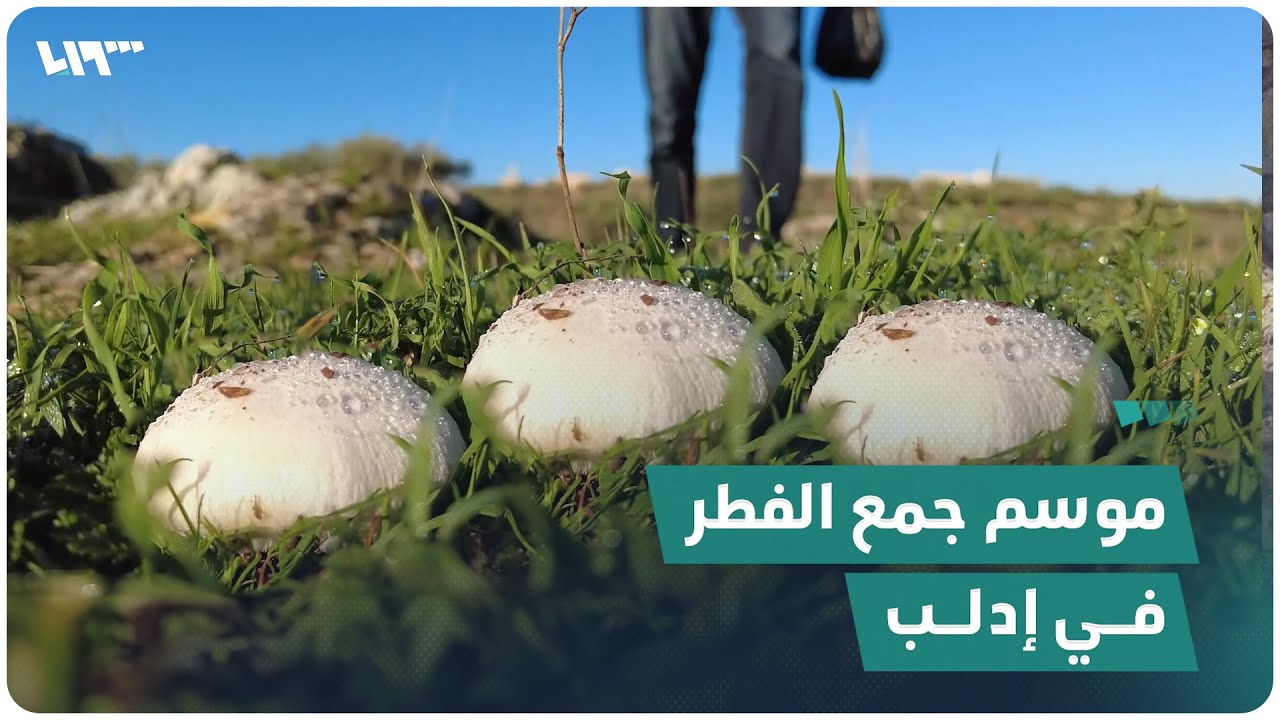خاص | موسم جمع الفطر في إدلب