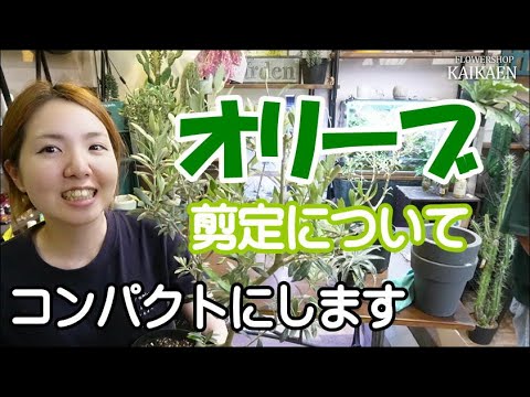 [さっちゃんさん専用]オリーブの剪定太木 宅急便60サイズに入るだけ詰めます hqdefault.jpg