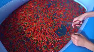 Ntn Vlogs - Tắm Cùng 1000 Quả Ớt