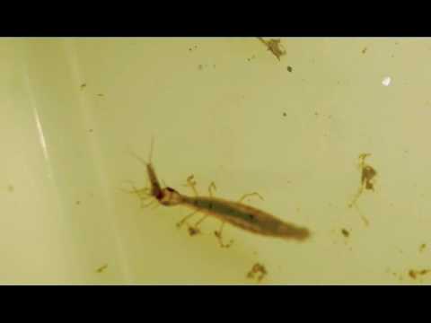 Diving beetle larva (Dytiscidae: Graphoderus cinereus) eats damselfly larva