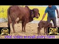 gir cow female calf 4 teeth 1st lactation 18 liter 9983954391