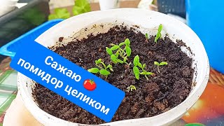 Сажаю томат целиком // Отвечаю на комментарии // А решать вам как пикировать .