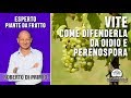 Come difendere la vite da peronospora e oidio