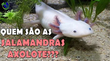 Como a salamandra anda?