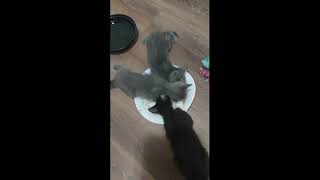Kitten being a jerk while eating food