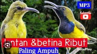SOGON JANTAN & BETINA RIBUT // pancingan untuk pikat #hobymanuk