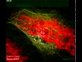 Time-lapse movie of an Drosophila S2R  cell co-expressing Nostrin-EGFP and Tubulin-Cherry