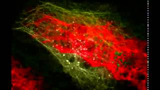 Time-lapse movie of an Drosophila S2R  cell co-expressing Nostrin-EGFP and Tubulin-Cherry