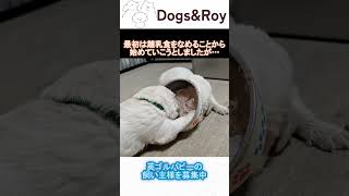 生後20日目｜英ゴルパピー🐶離乳食に挑戦｜飼い主さん募集中　#ブリーダー  #ゴールデンレトリーバー  #サモエド  #breeding