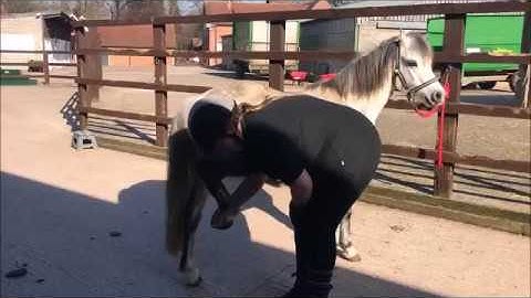 Behaviour Modification Training Programme - Before Video